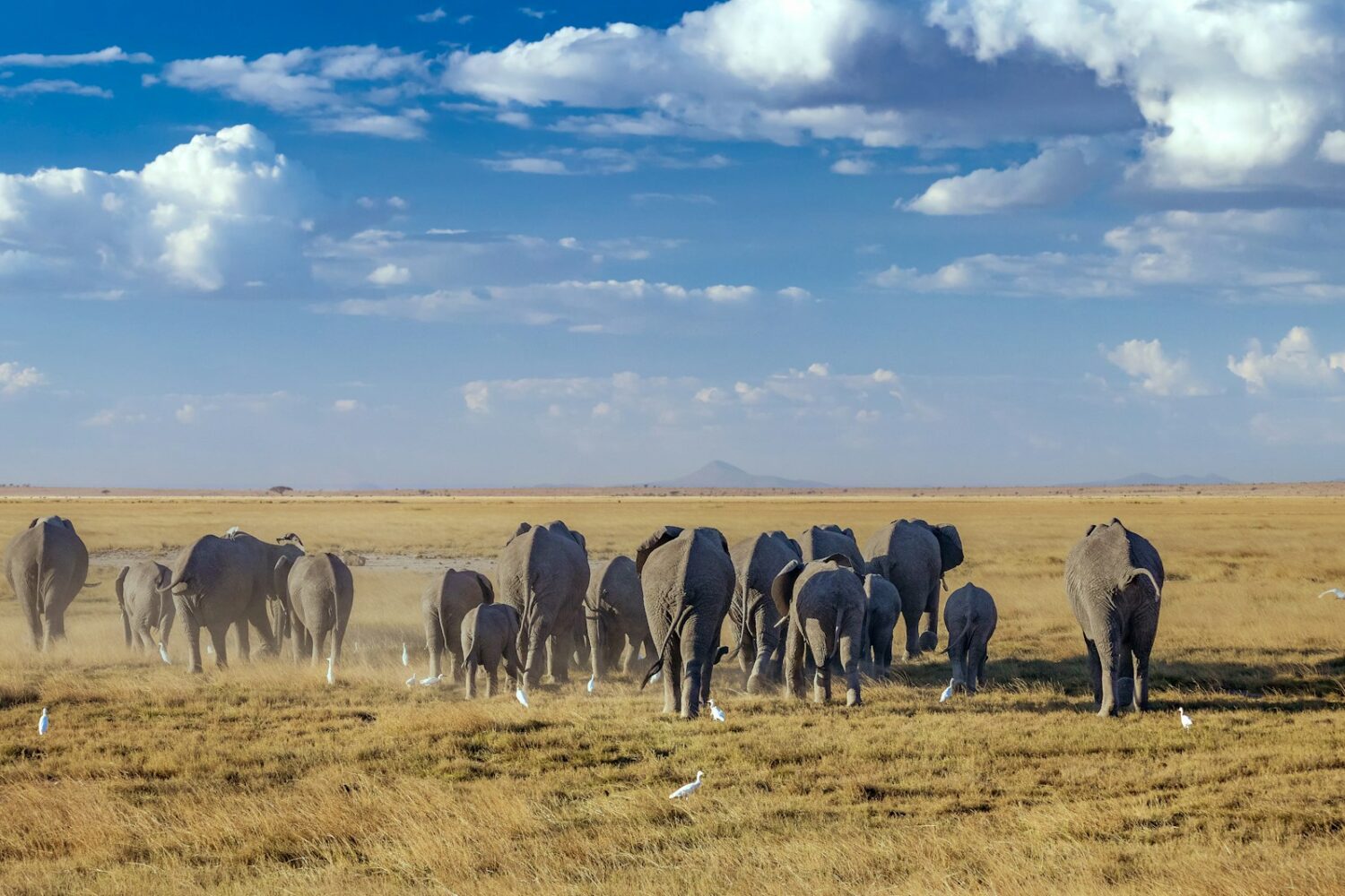 kenya safari