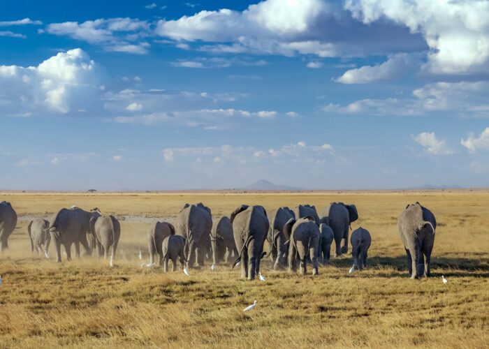 kenya safari