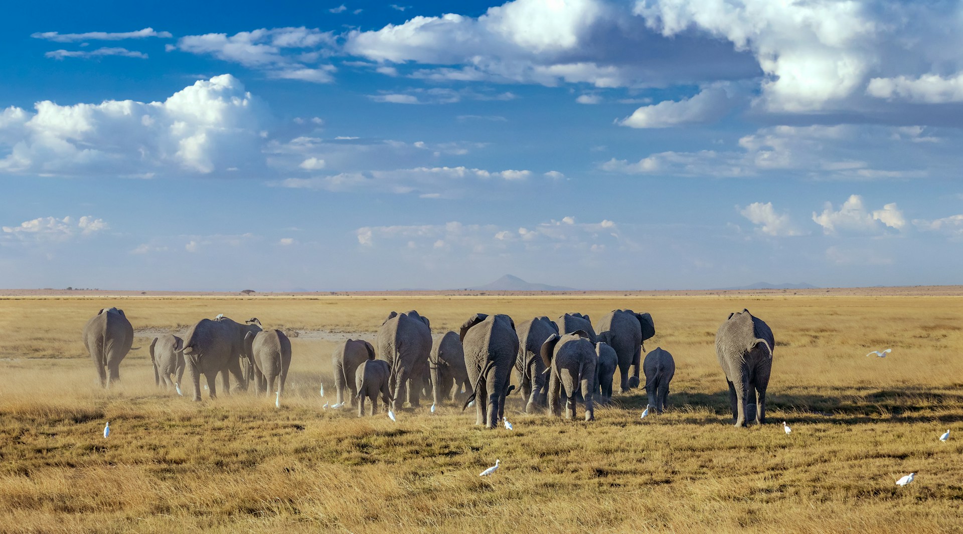 neil-and-zulma-scott-IL9GCUg5Zvc-unsplash kenya safari