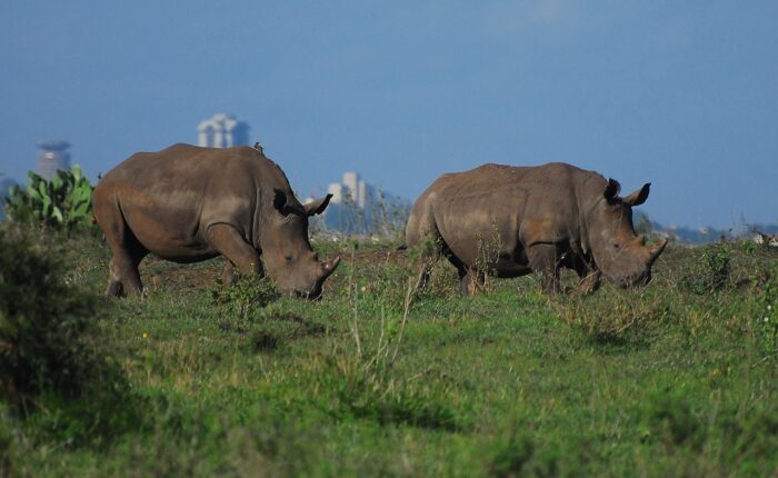 Nairobi National Park Adventure On A Gamedrive