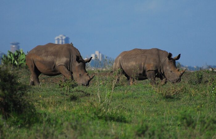 Nairobi National Park Adventure On A Gamedrive