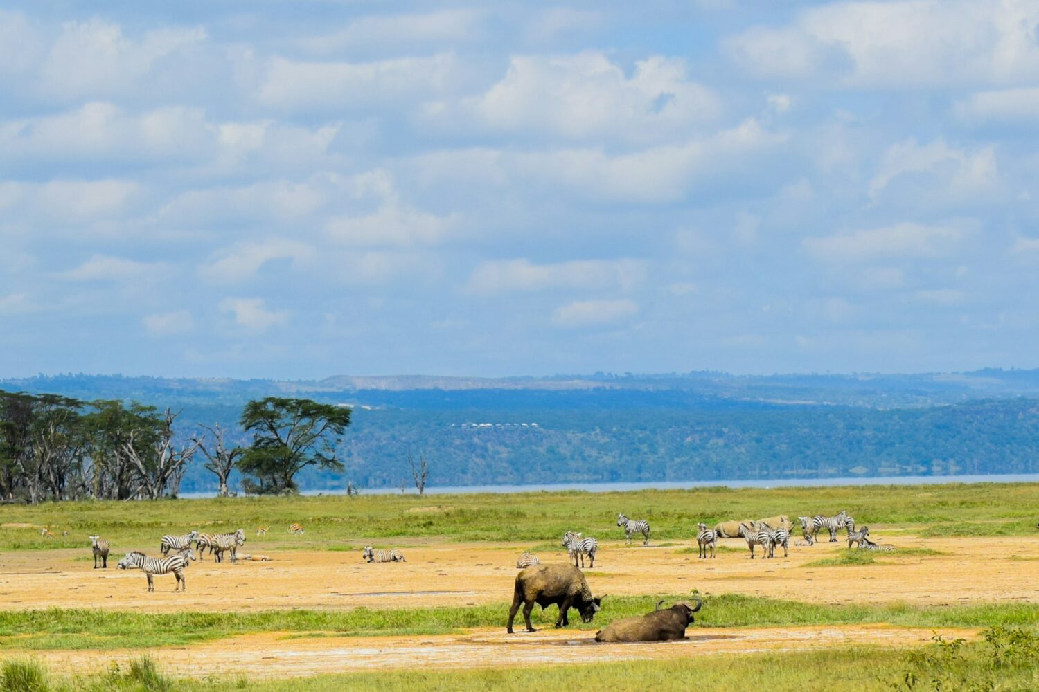 Kenya and Tanzania Safari
