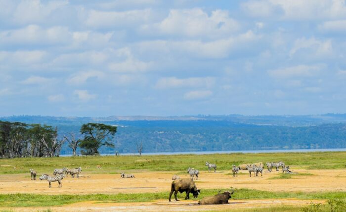 Kenya and Tanzania Safari