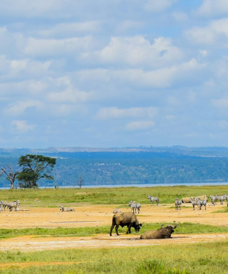 Kenya and Tanzania Safari